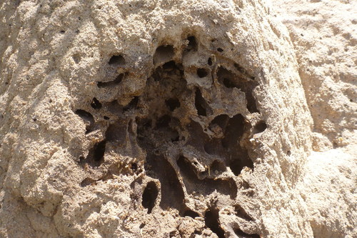 Podaxis beringamensis image