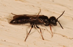 Passaloecus corniger