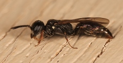 Passaloecus corniger