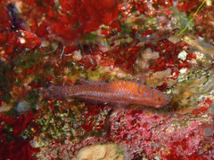 Corcyrogobius liechtensteini