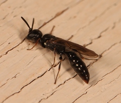 Passaloecus corniger
