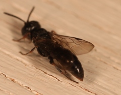 Passaloecus corniger