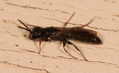 Passaloecus corniger