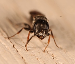 Passaloecus corniger