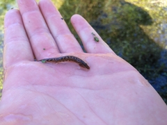 Cobitis taenia