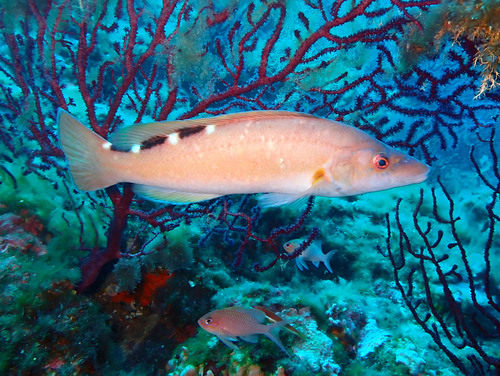 Cuckoo Wrasse