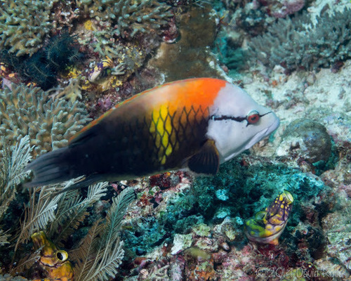 Slingjaw Wrasse