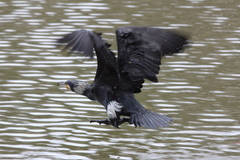 Phalacrocorax carbo