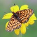 Dotted Checkerspot - Photo (c) upupamartin, some rights reserved (CC BY-NC-ND), uploaded by upupamartin