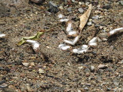 Antigonus emorsa