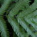 Pteris incompleta - Photo (c) Michael 2020, some rights reserved (CC BY-NC), uploaded by Michael 2020