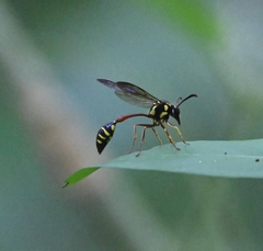 Eustenogaster micans