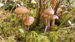 Desarmillaria ectypa