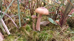 Desarmillaria ectypa