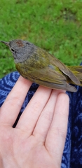 Leiothlypis ruficapilla image