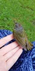 Leiothlypis ruficapilla image