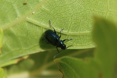 Altica ampelophaga