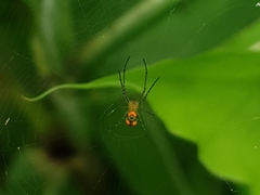 Leucauge argyrobapta