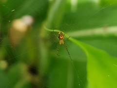 Leucauge argyrobapta