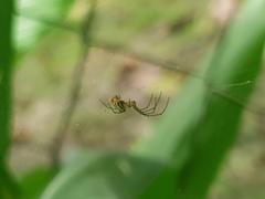 Leucauge argyrobapta