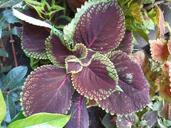 Coleus scutellarioides