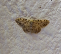 Scopula luridata