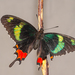 Mariposas Diurnas - Photo (c) Wayne Fidler, algunos derechos reservados (CC BY-NC), subido por Wayne Fidler