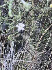 Chaenostoma calciphilum