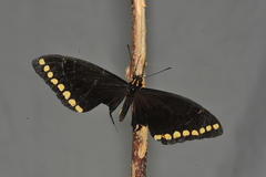 Heraclides caiguanabus