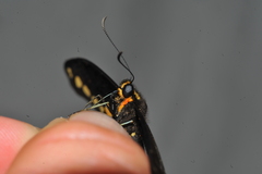 Heraclides caiguanabus