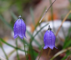 Campanula cespitosa