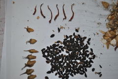 Ipomoea tubulata