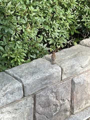 Passer montanus saturatus