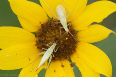 Oecanthus celerinictus