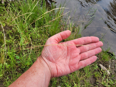 Deschampsia elongata