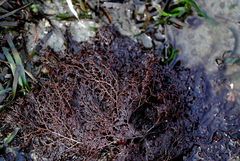 Odonthalia floccosa