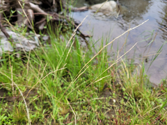 Deschampsia elongata
