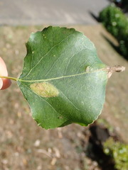Phyllonorycter connexella