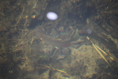 Lepomis peltastes
