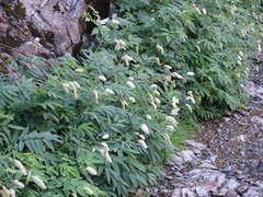 Sanguisorba dodecandra