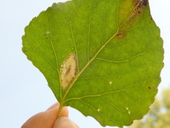 Phyllonorycter connexella