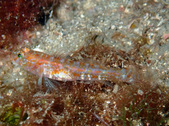 Vanneaugobius dollfusi