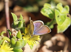 Zizeeria knysna