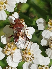 Rhopalus subrufus