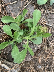 Valeriana californica