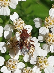 Rhopalus subrufus