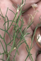 Symphyotrichum subulatum