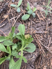 Valeriana californica