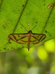 Perisyntrocha anialis
