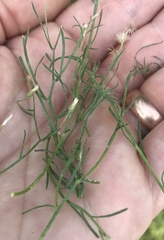 Symphyotrichum subulatum